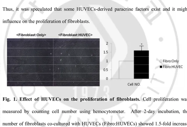 Fig.  1.  Effect  of  HUVECs  on  the  proliferation  of  fibroblasts.  Cell  proliferation  was 