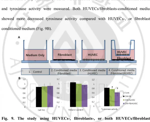 Fig.  9.  The  study  using  HUVECs-,  fibroblasts-,  or  both  HUVECs/fibroblasts- HUVECs/fibroblasts-conditioned medium