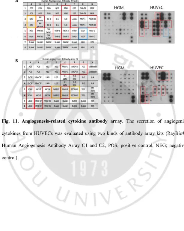 Fig.  11.  Angiogenesis-related  cytokine  antibody  array.  The  secretion  of  angiogenic 