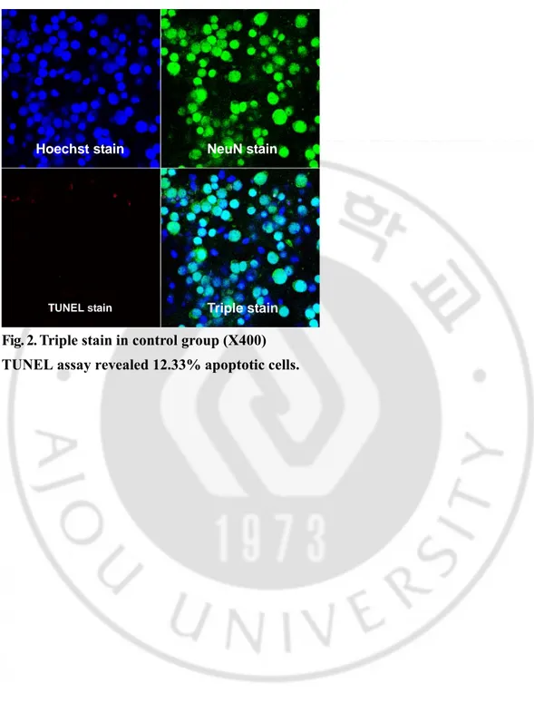 Fig. 2. Triple stain in control group (X400)    TUNEL assay revealed 12.33% apoptotic cells