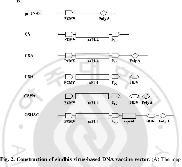 Fig. 2. Construction of sindbis virus-based DNA vaccine vector. (A) The map of 
