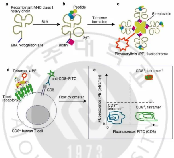 Fig. 3. Schematic presentation of the tetramer analysis to detect T lymphocytes.  (Adapted from Expert Rev Mol Med) 