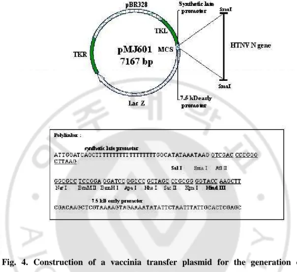 Fig.  4.  Construction  of  a  vaccinia  transfer  plasmid  for  the  generation  of  recombinant vaccinia virus