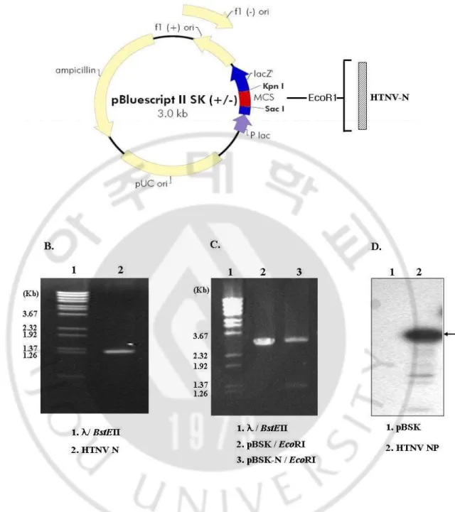Fig. 5. Cloning of HTNV nucleocapsid gene. (A) Plasmid for HTNV nucleocapsid 