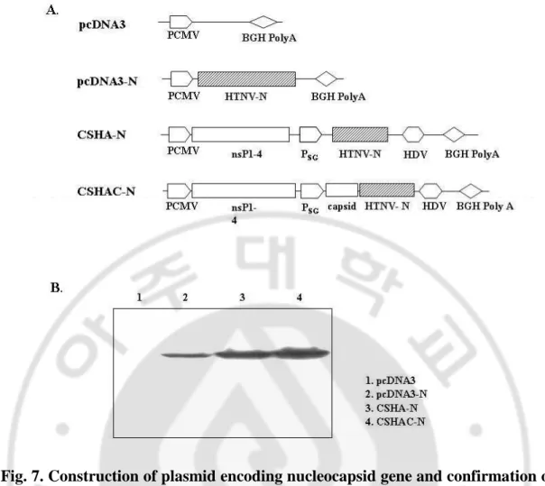 Fig. 7. Construction of plasmid encoding nucleocapsid gene and confirmation of  NP  expression  in  vitro