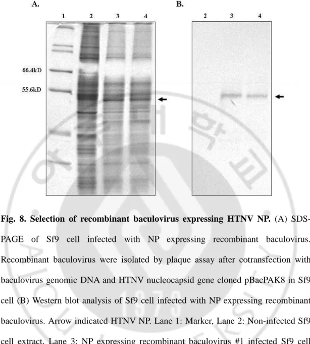 Fig.  8.  Selection  of  recombinant  baculovirus  expressing  HTNV  NP.  (A)  SDS-