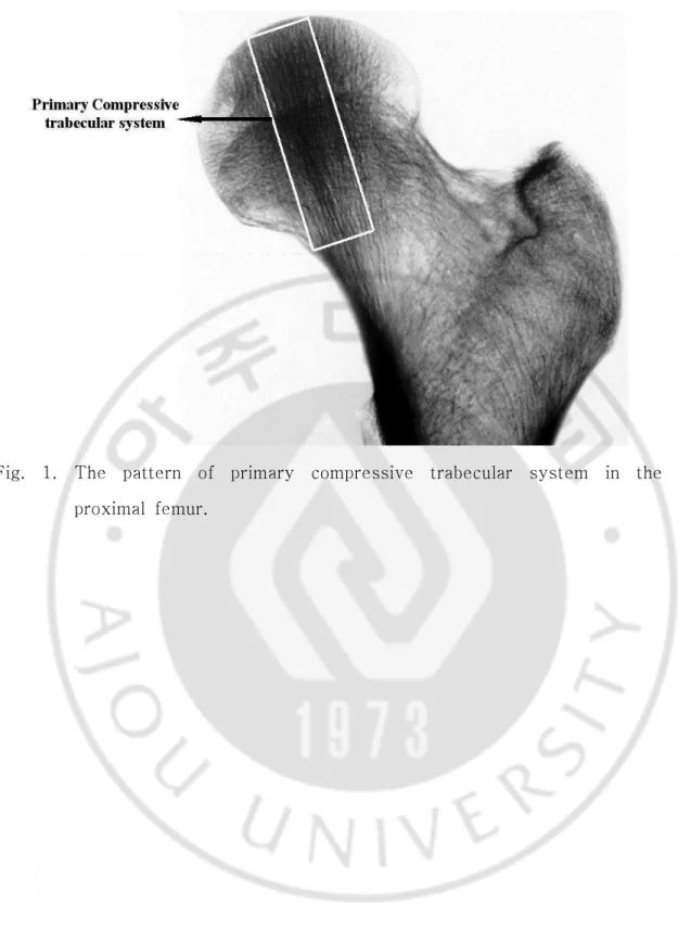 Fig.  1.  The  pattern  of  primary  compressive  trabecular  system  in  the  proximal  femur.