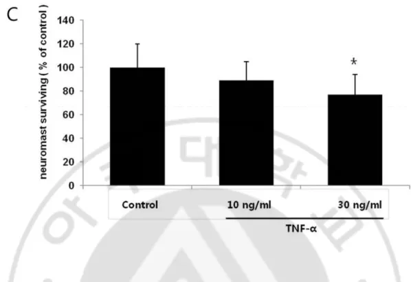 Fig.  4.Cytotoxicity  induced  by  TNF-α  in  the  zebrafish  model.TNF-α  was  toxic  to  the  neuromasts  of  zebrafish