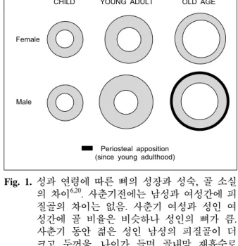 Fig.  1.  성과 연령에 따른 뼈의 성장과 성숙,  골 소실 의 차이 6,20 .  사춘기전에는 남성과 여성간에 피 질골의  차이는  없음.  사춘기  여성과  성인  여 성간에  골  비율은  비슷하나  성인의  뼈가  큼