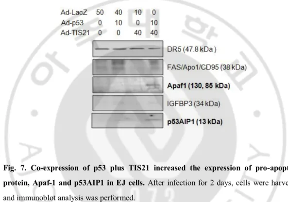 Fig.  7.  Co-expression  of  p53  plus  TIS21  increased  the  expression  of  pro-apoptotic  protein, Apaf-1 and p53AIP1 in EJ cells
