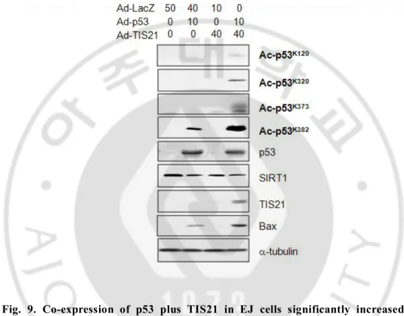 Fig.  9.  Co-expression  of  p53  plus  TIS21  in  EJ  cells  significantly  increased  the  acetylation of p53 on the several lysine residues