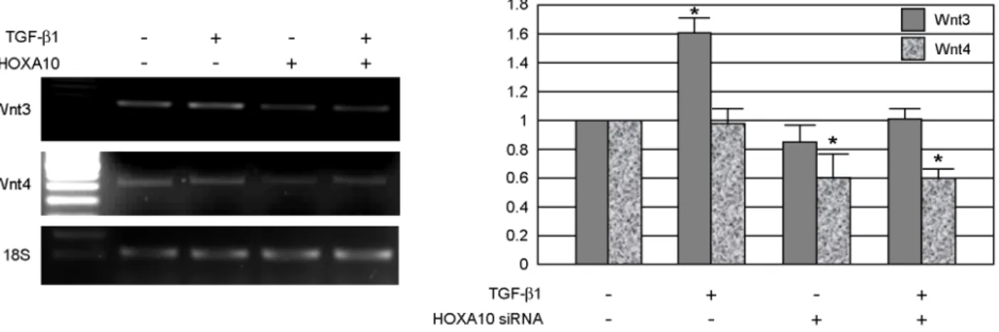 Figure 4. Effect of HOXA10 siRNA on Wnt3 and Wnt4 expression. TGF-β1 (10 ng/mL, for 48 hr) upregulates Wnt3 mRNA expression