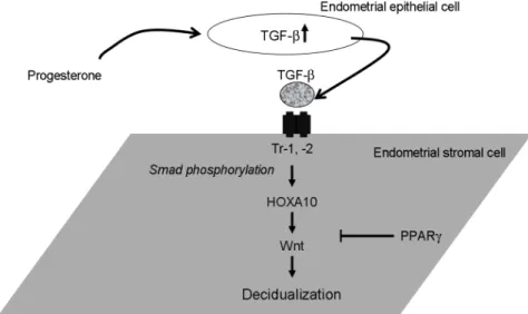 Figure 6. A schematic drawing of  human endometrial stromal cell  decidualization. TGF, transforming growth factor; HOX, homeobox; 