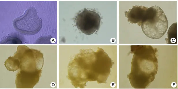 Figure 2. Formation of EB and differentiation of EB to germ cells (magnification  ×200)