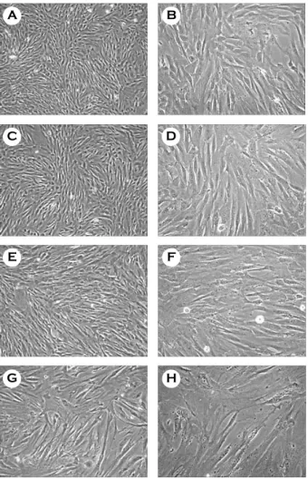 Figure 1. Morphology of  HUC during expansion in vitro.
