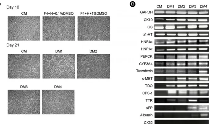 Figure 3. Analyses of  HUC-derived hepatocytes. HUC were cultured on optimal medium for hepatic differentiation