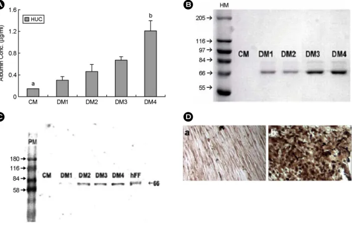 Figure 4. Secretion of  albumin by HUC-derived hepatocytes was assayed with ELISA, comassie staining, immuno- immuno-blotting and immucytochemistry