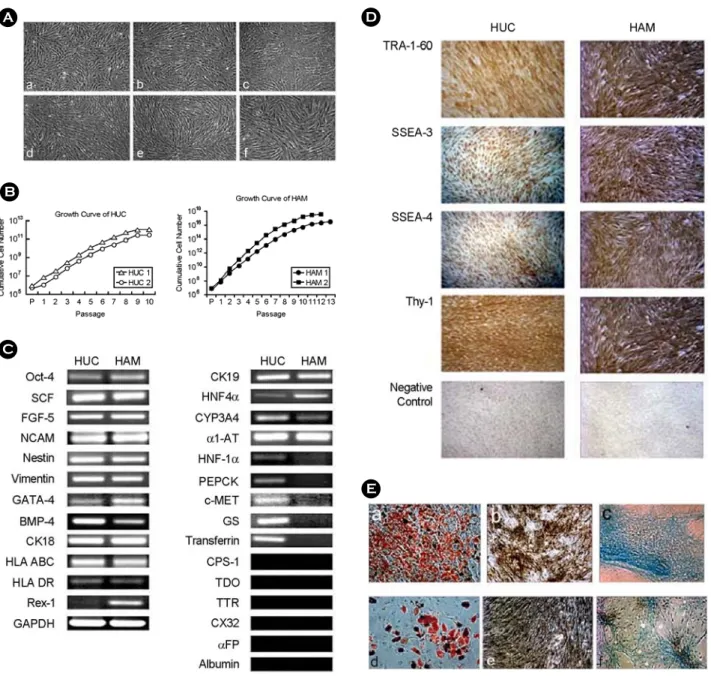 Figure 1. Characterization of  human umbilical cord-derived stem cells (HUC) and human amnion-derived mesenchymal stem cells (HAM)