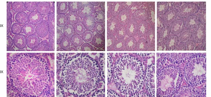 Figure 2. Acute effects of  BPA on the histological features of  the mouse testis. Testes of  Group I mice were paraffin- paraffin-embedded, sectioned at 6 μm, and stained with hematoxylin and eosin