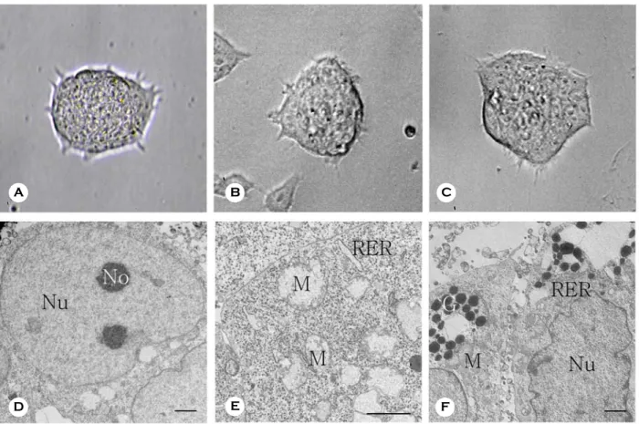 Figure 1. Morphological characteristics of  multipotentic germ line stem cells (MGSCs) derived from neonatal testis