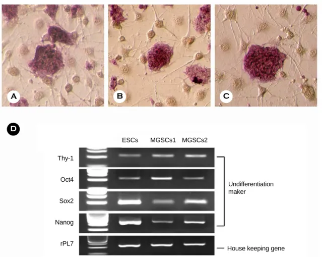 Figure 2. Activity of alkaline phosphatase in mouse embryonic stem cells (A) and multipotentic germ line stem cells  (B and C)