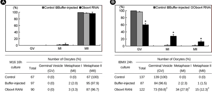 Figure 3. Specific suppression of  Obox4 mRNA expression by Obox4 RNAi. Injection of  Obox4 dsRNA into the  GV oocytes markedly suppressed Obox4 mRNA expression, but not Obox3 or Obox5, of which coding sequences are highly homolog with the Obox4 coding seq