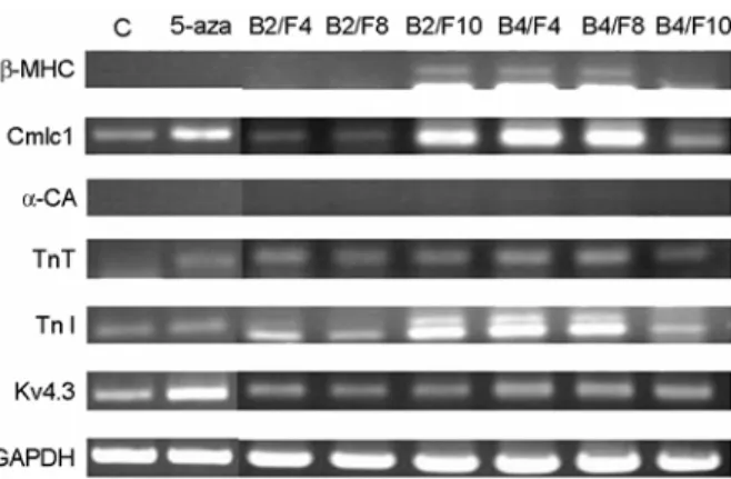 Figure 2. Expression profiles of  cardiomyocyte-specific  gene in HAD (3rd passage) and HUC (2nd passage)