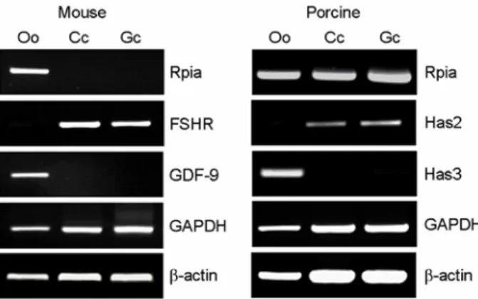 Figure 5. Confirmation of Rpia mRNA expression in mouse and porcine follicular cells using RT-PCR