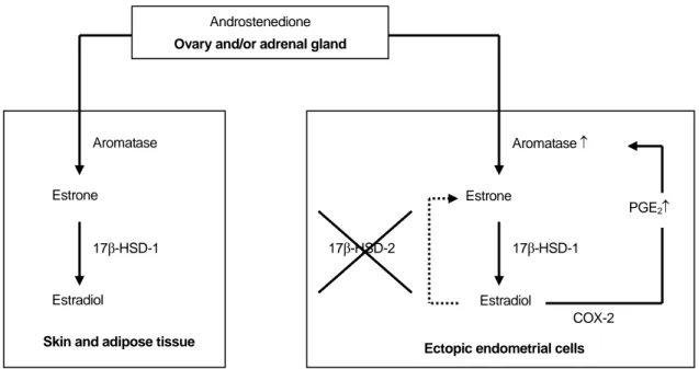 Figure 1. Estrogen synthesis in extraovarian tissues and endometriotic lesions. Androstenedione is converted by aromatase to estrone (E 1 ) in skin, adipose tissue and also in endometriotic lesions