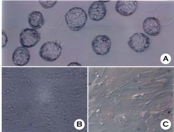 Figure 1. Mouse blastocysts and feeder cells. 
