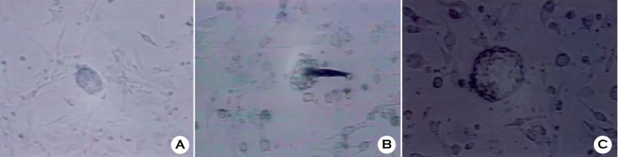 Figure 2. ICM isolated from mouse blastocyst by three different isolation methods for ICM colony formation