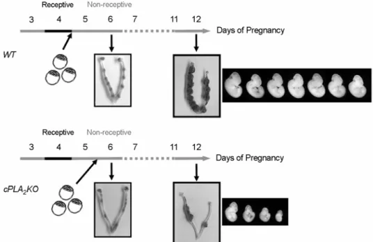 Figure 2. Deferred embryo implantation leading to growth retardation and demise in cPLA 2  knock-out mice.