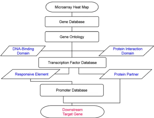 Figure 2. Flow chart of  in silico analysis of  downstream target genes of  the transcription factors