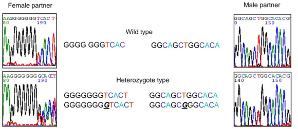 Figure 1. Identification of  a mutation of  a female partner (underlined G insertion) and a male partner (underlined G substitution) in exon 7 and exon 11 of  the ITGB4, respectively