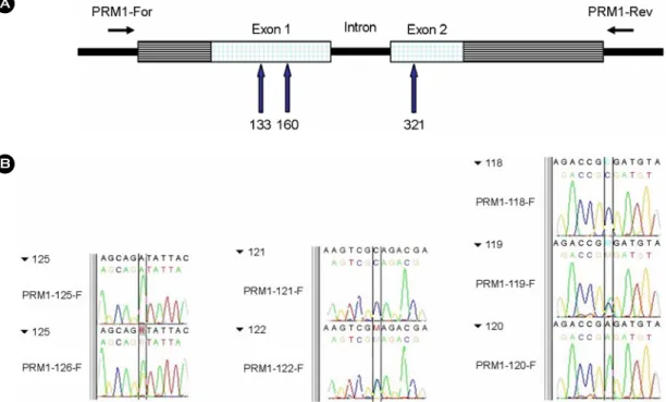 Figure 1. (A) Schematic representation for the protamine 1 genes (PRM1) including the position of  primers and the  SNPs