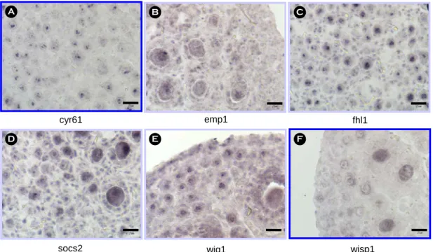 Figure 1. Heat map of  genes related to the cell size  growth obtained from the previous study (Yoon et al.,  2005)