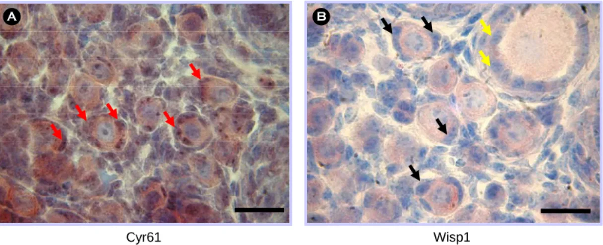 Figure 3. The expression pattern of Cyr61 (A) and Wisp1 (B) protein in the postnatal day5 mouse ovaries by  immunohistochemistry