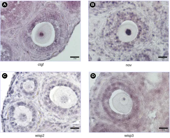 Figure 5. The expression pattern of  genes of  the CCN family in the postnatal day5 mouse ovaries by in situ hybri- hybri-dization