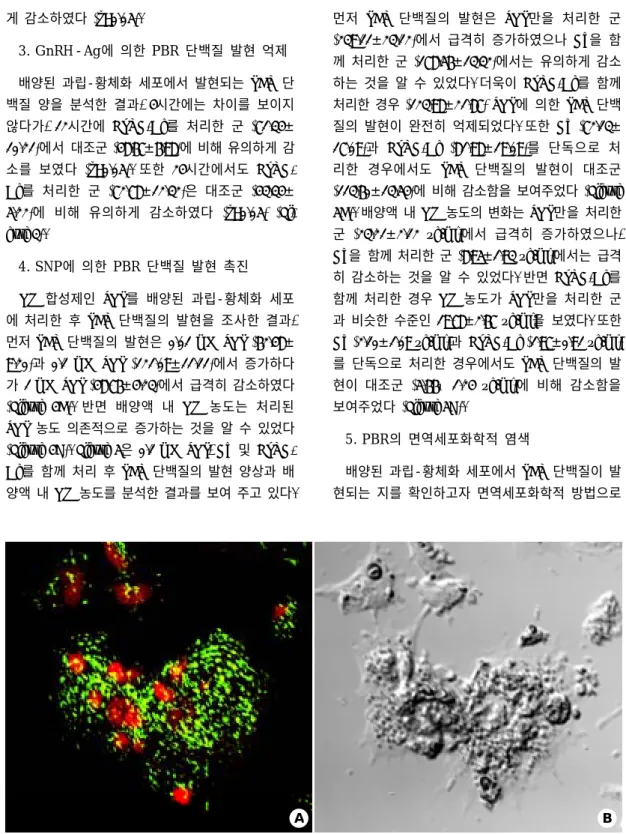 Figure 6. Localization of PBR protein in the cultured human granulosa-luteal cells. Green spots displaying PBR expression localize on mitochondria in even throughout the cell