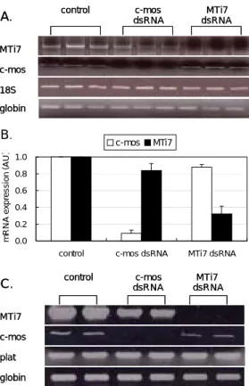 Figure 4 c-mos dsRNA MTi7 dsRNA 주입한 후 , GV 에서 염색체 물질과 tubulin 의 변화 양상을 보여주는 결과이다 . c-mos dsRNA 를 주입한 경우는 염색체 물질이 뭉쳐있으며 (Figure 4A, B), 방추사 (spindle) 의 형성에도 이상이 있음이 관찰되 었다 (Figure 4A, B, C)