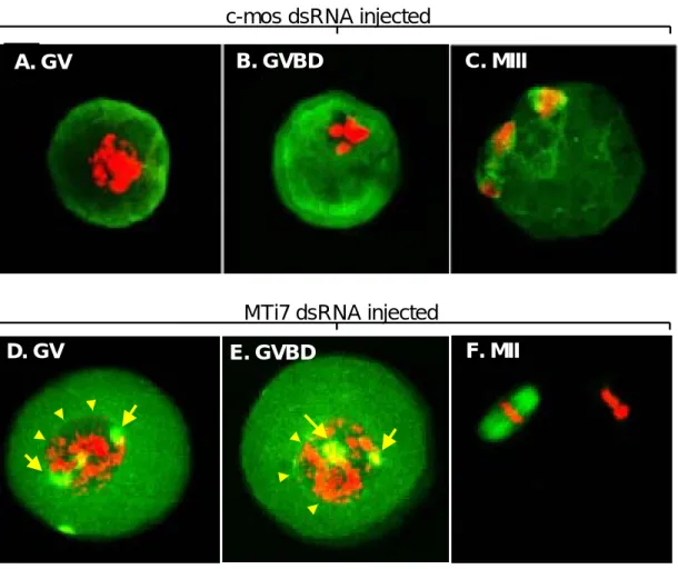 Figure 4. Laser scanning confocal microscopic images of microtubules (green) and chromatin (red) in mouse oocytes following dsRNA injection targeting c-mos and MTi7