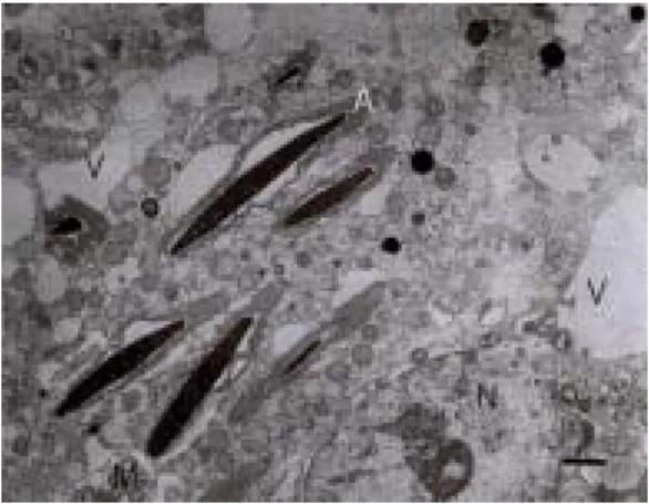 Figure 4. Electron micrographs of spermatozoa. (A) Spermatozoa before the freezing-thawing procedure