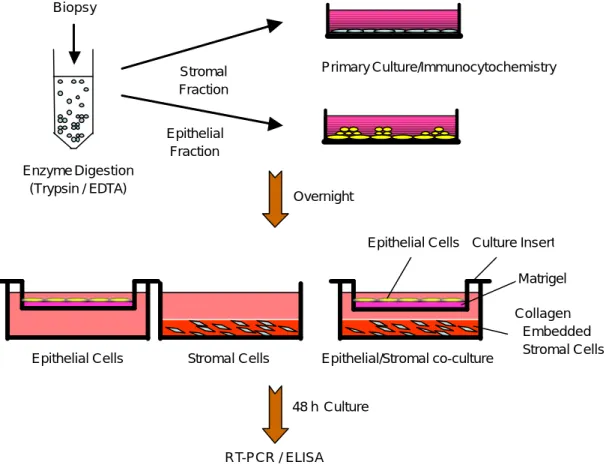 Figure 1. A schematic drawing of the cultrue system. Endometrial biopsy was minced and separated into respective  epithelial and stromal fractions