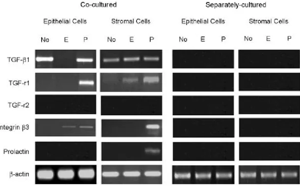 Figure 4. HGF administration induces TGF-ß1 mRNA expression in separately cultured epithelial and stromal cells