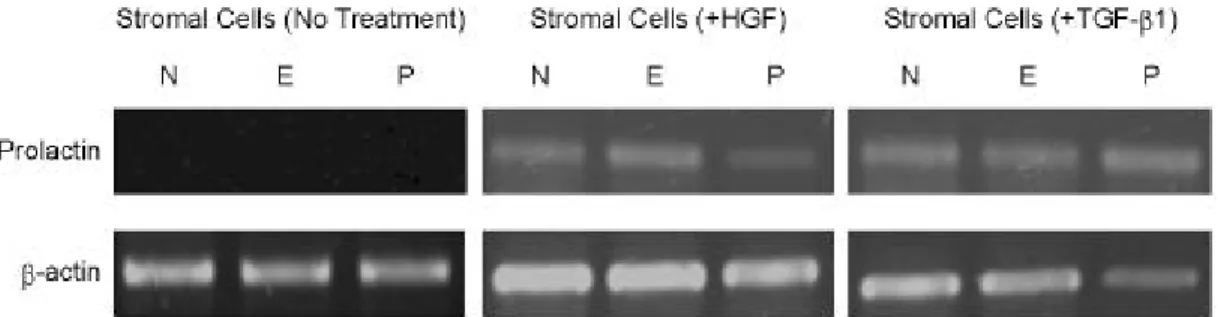 Figure 7. HGF and TGF-ß1 administration induces prolactin mRNA expression in separately cultured stromal cells