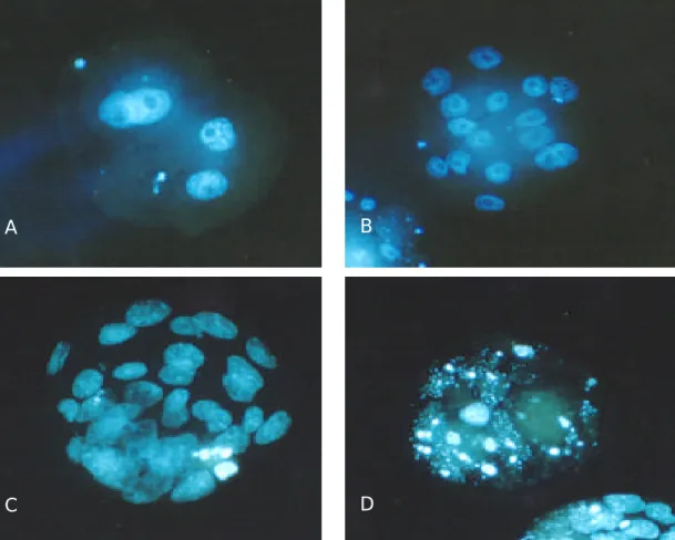 Figure 2. Fluorescence micrographs of mouse embryo stained with Hoechst 33342 (bisbenzimide solution)