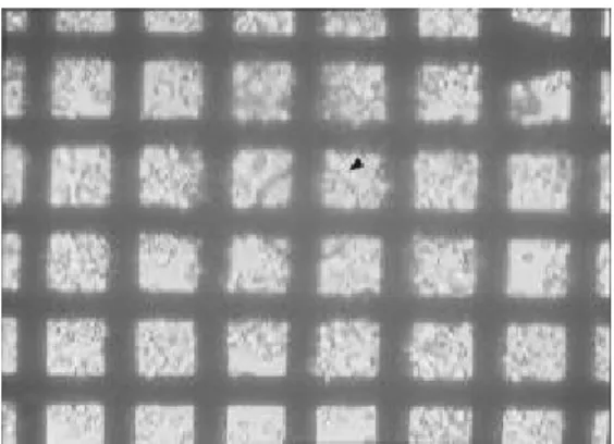 Figure 5. 2-cell stage embryos after vitrification and  thawing (×200). 