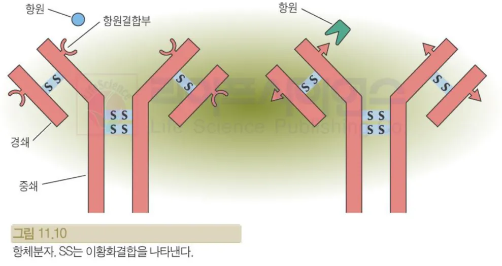 그림 11.10