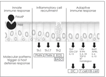 Fig. 1. Epithelium of the nasal and paranasal sinus mucosa  plays  an  important  role  in  innate  and  adaptive  immune  responses