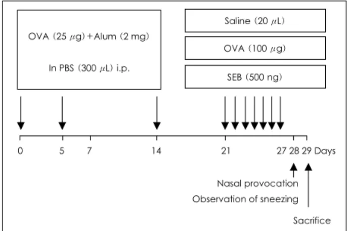 Fig. 1. Protocols used to sensitize mice. OVA：Ovalbumin, SEB：